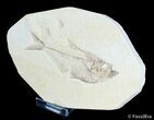 Detailed / Inch Diplomystus Fossil Fish #3095-2